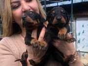 Mükemmel King Doberman Yavrularımız 