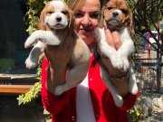 Irk Garantili Harika Beagle yavrularımız