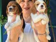 Sevimli Oyuncu Beagle Yavrularımız 