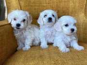 Pamuk gibi Maltese Terrier Yavrularımız 