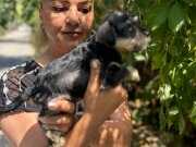 Efsae mükemmel minyatür schnauzer yavrularımız