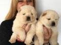 Irk Garantili Mükemmel Chow Chow Yavrularımız