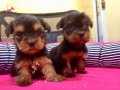Irk Garantili Harika Yorkshire Terrier Yavrularımız