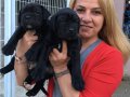 Dev Gibi Mükemmel Cane Corso Yavrularımız