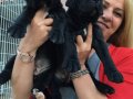 Dev Gibi Mükemmel Cane Corso Yavrularımız