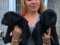 Dev Gibi Mükemmel Cane Corso Yavrularımız