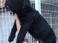 Dev Gibi Mükemmel Cane Corso Yavrularımız