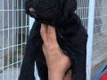 Dev Gibi Mükemmel Cane Corso Yavrularımız