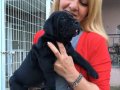 Dev Gibi Mükemmel Cane Corso Yavrularımız