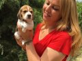 Üç Renk Harika Beagle Yavrularımız