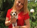 Üç Renk Harika Beagle Yavrularımız