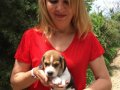 Üç Renk Harika Beagle Yavrularımız