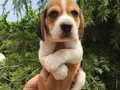 Irk Garantili Harika Beagle Yavrularımız