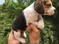 Irk Garantili Harika Beagle Yavrularımız
