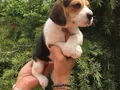 Irk Garantili Harika Beagle Yavrularımız