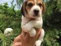 Irk Garantili Harika Beagle Yavrularımız