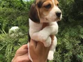 Irk Garantili Harika Beagle Yavrularımız