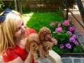 Tüy Dökmez Koku Yapmaz Mükemmel Toy Poodle Yavrularımız