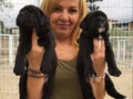 Koca Kafa Muhteşem Cane Corso Yavrularımız