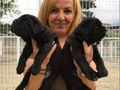 Koca Kafa Muhteşem Cane Corso Yavrularımız