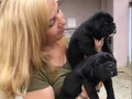 Koca Kafa Muhteşem Cane Corso Yavrularımız