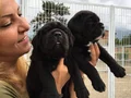 Koca Kafa Muhteşem Cane Corso Yavrularımız