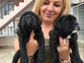 Koca Kafa Muhteşem Cane Corso Yavrularımız