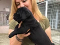 Koca Kafa Muhteşem Cane Corso Yavrularımız