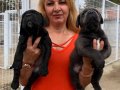 Muhteşem Anne Babadan Mükemmel Cane Corso Yavrularımız