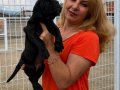Muhteşem Anne Babadan Mükemmel Cane Corso Yavrularımız