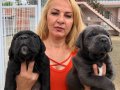 Muhteşem Anne Babadan Mükemmel Cane Corso Yavrularımız