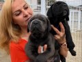 Muhteşem Anne Babadan Mükemmel Cane Corso Yavrularımız