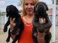 Muhteşem Anne Babadan Mükemmel Cane Corso Yavrularımız