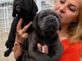 Muhteşem Anne Babadan Mükemmel Cane Corso Yavrularımız