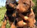 Mükemmel King Doberman Yavrularımız