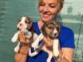 Irk Garantili Üç Renk Beagle Yavrularımız