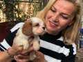 Şirin Sevimli Cavalier King Charles Yavrularımız 