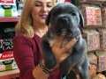 Muhteşem Irk Garantili Blue Cane Corso Yavrularımız 