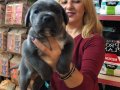 Muhteşem Irk Garantili Blue Cane Corso Yavrularımız 