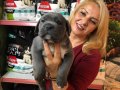 Muhteşem Irk Garantili Blue Cane Corso Yavrularımız 