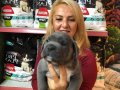 Muhteşem Irk Garantili Blue Cane Corso Yavrularımız 