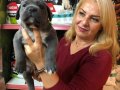 Muhteşem Irk Garantili Blue Cane Corso Yavrularımız 