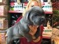 Muhteşem Irk Garantili Blue Cane Corso Yavrularımız 