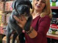 Muhteşem Irk Garantili Blue Cane Corso Yavrularımız 