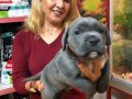 Muhteşem Irk Garantili Blue Cane Corso Yavrularımız 