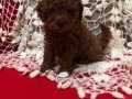 Sevimli Şeker Gibi Toy Poodle Yavrularımız 