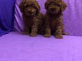 Şirin Sevimli Mini Boy Toy Poodle Yavrularımız 