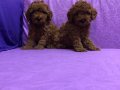Şirin Sevimli Mini Boy Toy Poodle Yavrularımız 