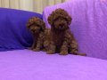 Şirin Sevimli Mini Boy Toy Poodle Yavrularımız 