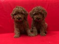 Irk Garantili Mükemmel Toy Poodle Yavrularımız 